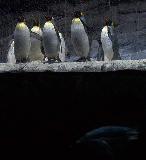 Check out the swimming penguin!