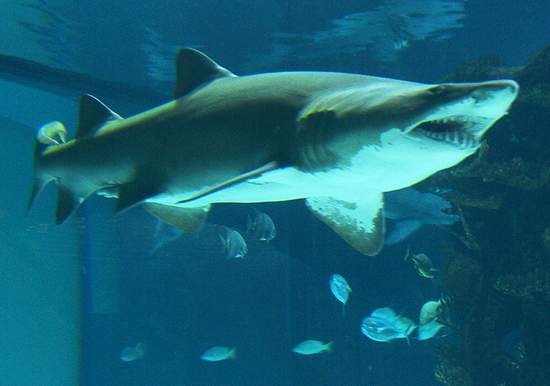 This shark is from the Jersey shore!  It's true!