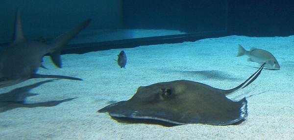 Manta Rays are cool!