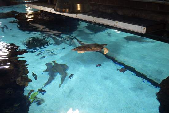 Aerial view of the loggerhead sea turtle!