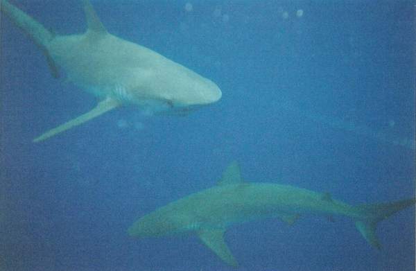 Sharks!
