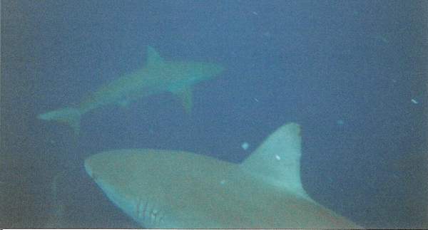 More sharks!