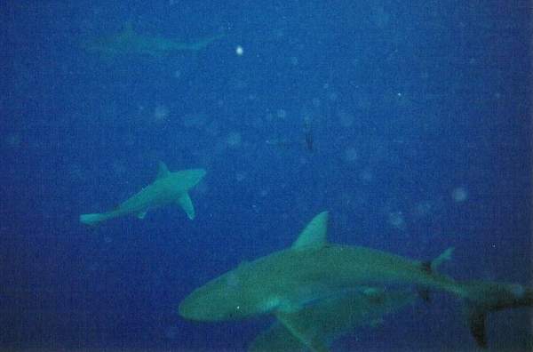 There were so many sharks!  Just in this frame, you can see four!