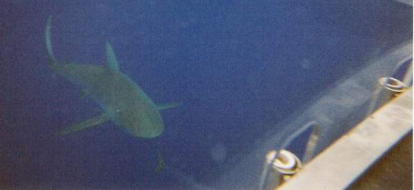 This guy was headed straight towards us!