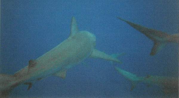 Sharks everywhere!