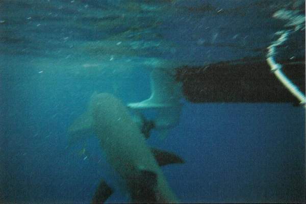 Those sharks (and Pat) love that ahi.  So do I!