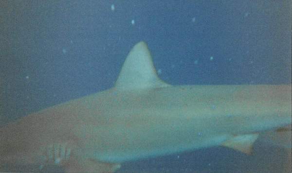 What is that?  I know, SHARK!