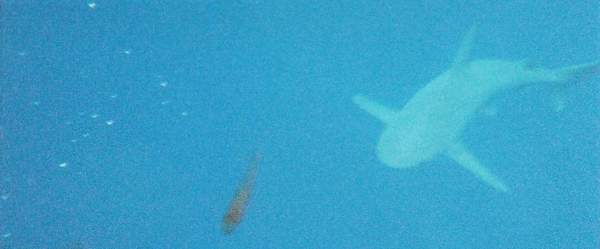 Another shark from the depths!
