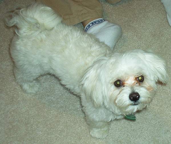 I guess that dog is okay.