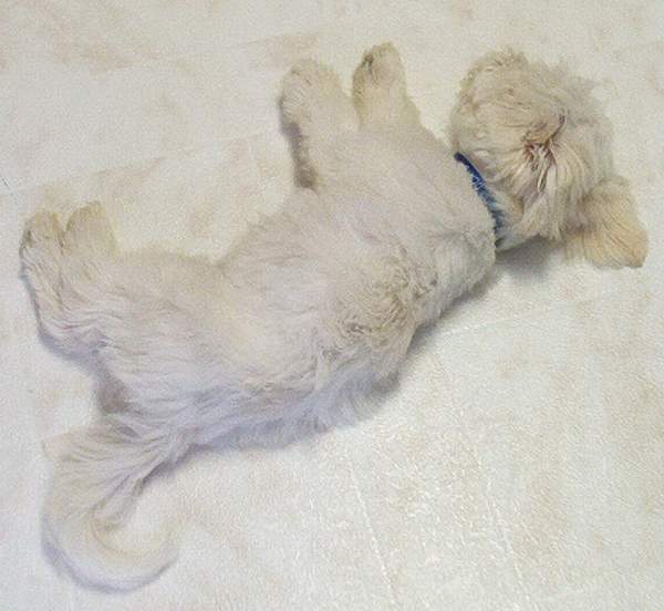 The beast takes a nap.