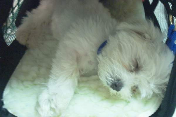 The beast says goodnight!