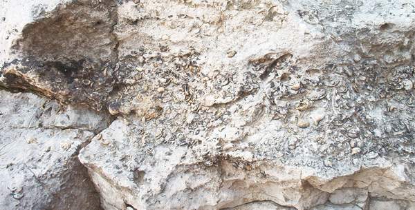 Layer of fossils.